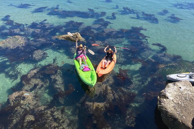 Kayak with Sea Lions in a Calm, Beautiful, Redondo Beach Harbor - Who will enjoy this most