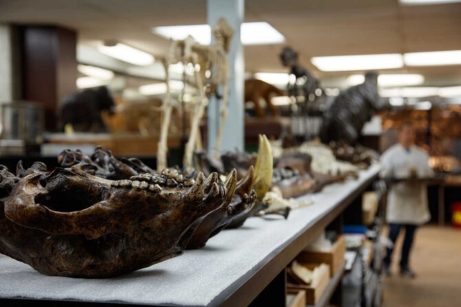 La Brea Tar Pits and Museum Admission Ticket with Excavator Tour - The Excavator Tour adds the missing explanation