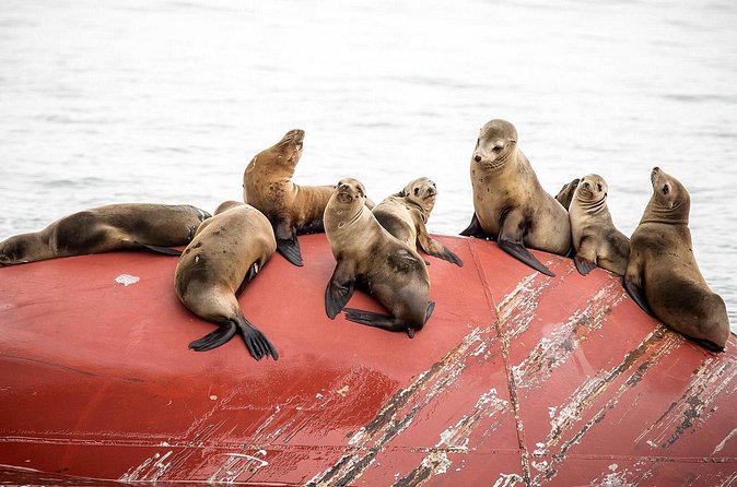 Long Beach Harbor 45-Minute Boat Tour - Sea lions, dolphins, and the luck factor