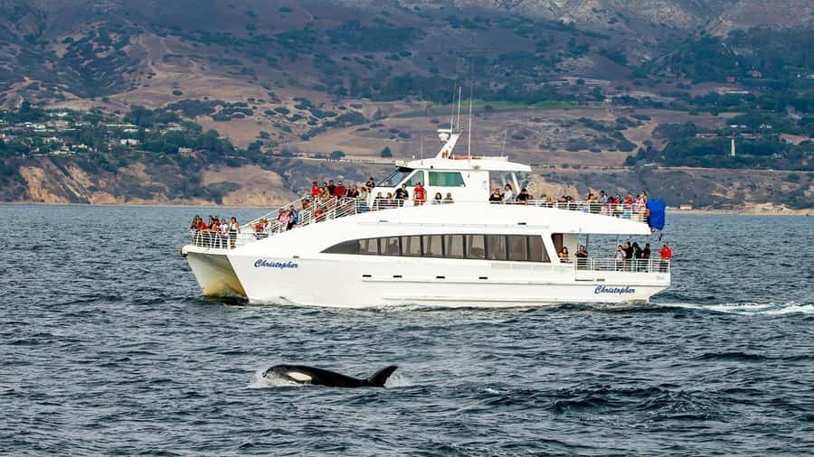 Long Beach: Whale and Dolphin Watching Cruise - Why Long Beach is a good place to watch whales