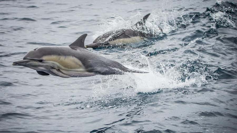 Long Beach: Whale and Dolphin Watching Cruise - The harbor sightseeing: Queen Mary, cruise terminal, and breakwater
