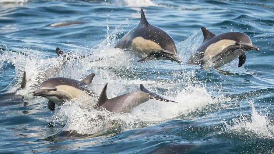 Long Beach: Whale and Dolphin Watching Cruise - A stable catamaran built for looking, not luxury