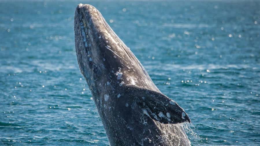Long Beach: Whale and Dolphin Watching Cruise - What you might see beyond whales