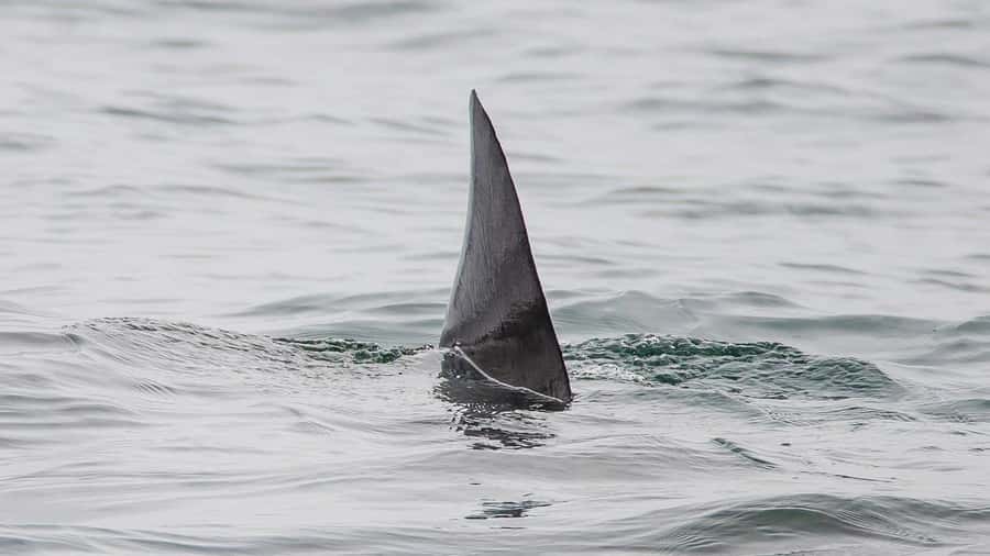 Long Beach: Whale and Dolphin Watching Cruise - Is $45 a fair price?