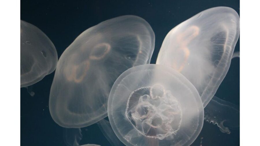 Los Angeles: Heal The Bay Aquarium in Santa Monica - A small aquarium with a hands-on purpose
