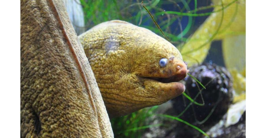 Los Angeles: Heal The Bay Aquarium in Santa Monica - Look for a feeding session, especially the eels