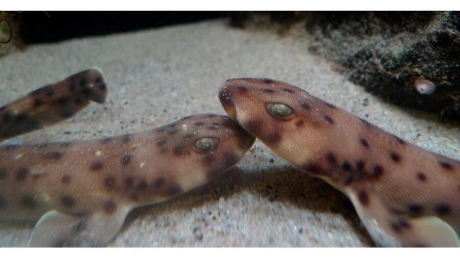 Los Angeles: Heal The Bay Aquarium in Santa Monica - How long should you plan to stay?