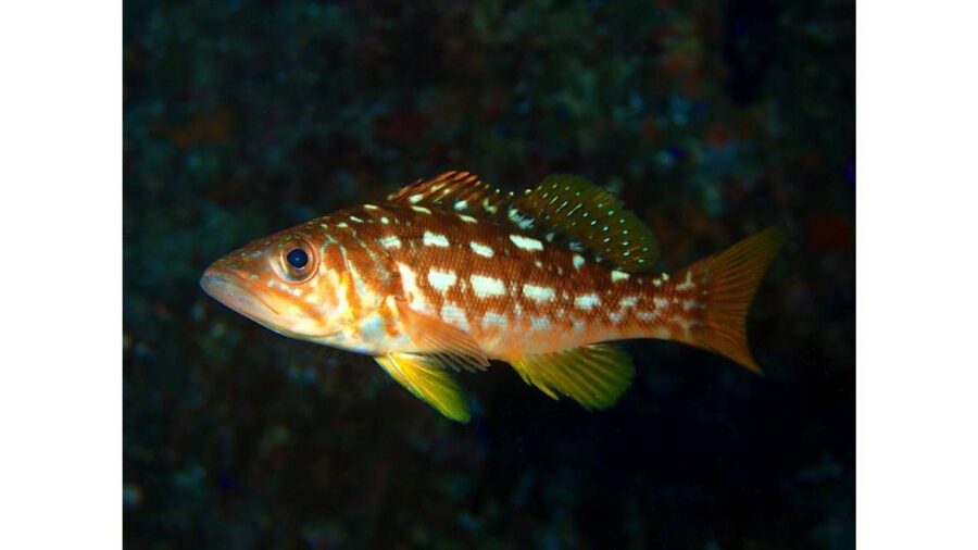 Los Angeles: Heal The Bay Aquarium in Santa Monica - Is the $10 admission good value?