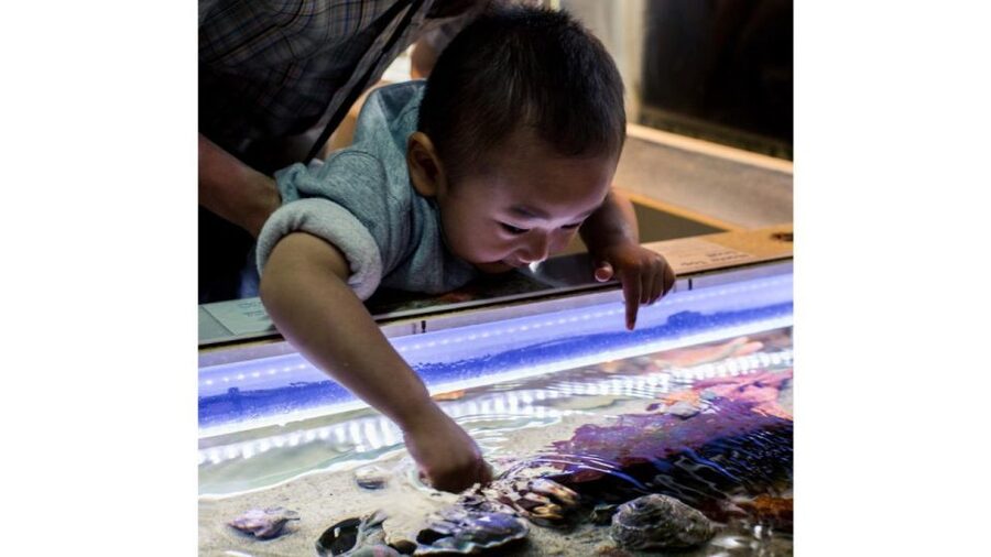 Los Angeles: Heal The Bay Aquarium in Santa Monica - What the staff add to a brief visit