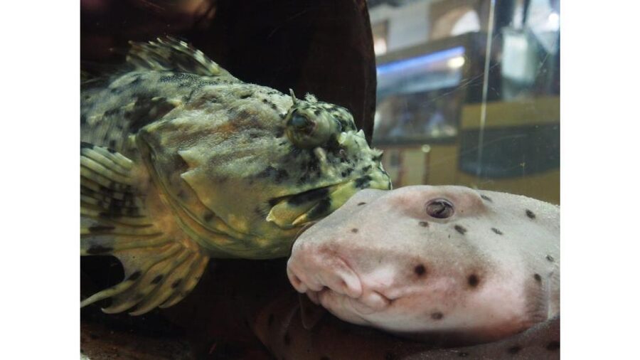 Los Angeles: Heal The Bay Aquarium in Santa Monica - Who will enjoy Heal the Bay Aquarium?