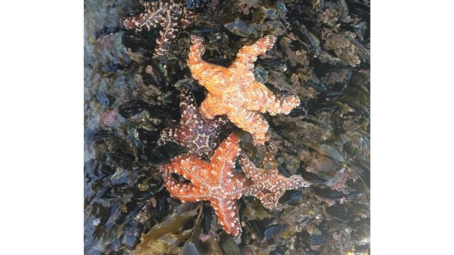 Los Angeles: Heal The Bay Aquarium in Santa Monica - Planning your Santa Monica stop