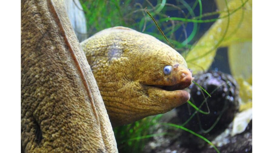 Los Angeles: Heal The Bay Aquarium in Santa Monica - Pacific exhibits in a compact setting