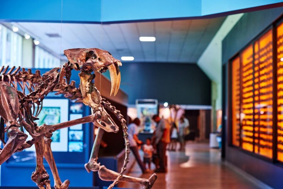 Los Angeles: La Brea Tar Pits Museum Ticket - Pit 91 shows that the story is still being written