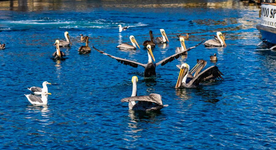 Los Angeles: Redondo Beach Glass Bottom Boat Cruise - Who should book this Redondo Beach cruise?