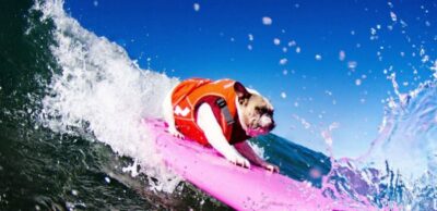 Surfing Lesson in Venice Beach