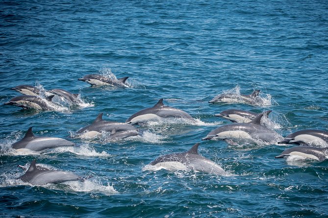 Los Angeles Whale and Dolphin Watching Cruise from West Harbor - Key points to know before you book
