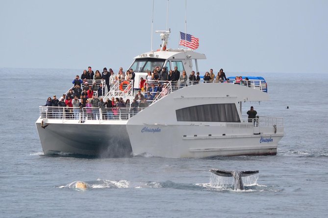 Los Angeles Whale and Dolphin Watching Cruise from West Harbor - Starting at the Port of Los Angeles
