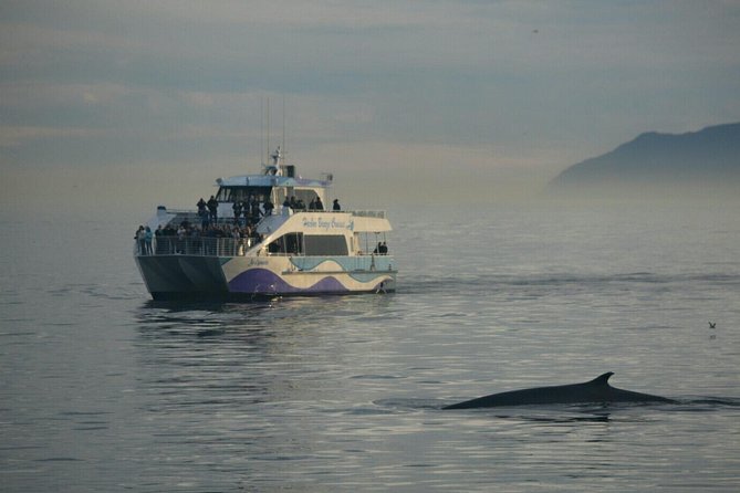Los Angeles Whale and Dolphin Watching Cruise from West Harbor - Views toward Los Angeles and Long Beach