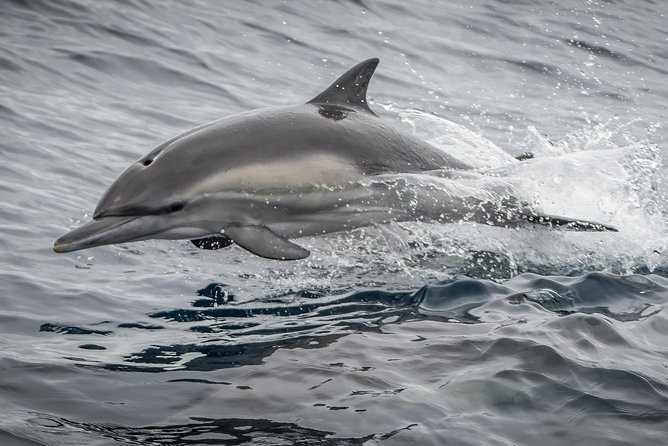 Los Angeles Whale and Dolphin Watching Cruise from West Harbor - Seeing the Aquarium of the Pacific from offshore