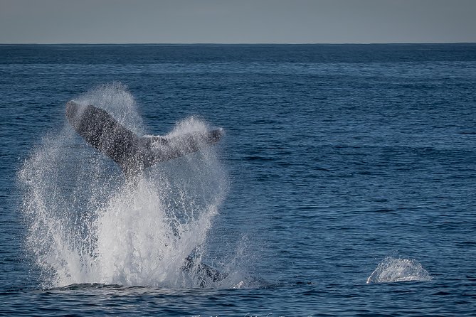 Los Angeles Whale and Dolphin Watching Cruise from West Harbor - Searching for dolphins and whales offshore