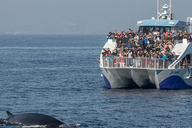 Los Angeles Whale and Dolphin Watching Cruise from West Harbor - Passing the container terminals and West Harbor