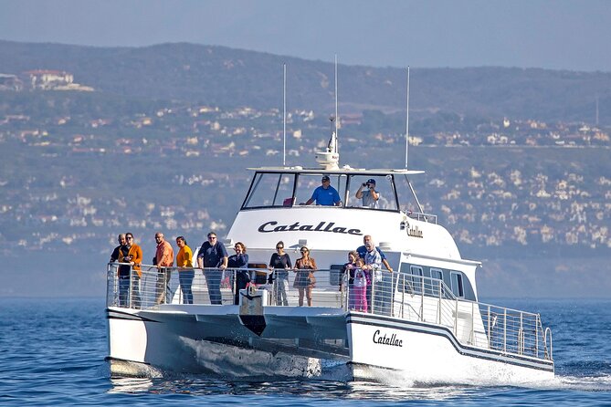 Luxury Whale Watching: Fewer People, Extra Speed, Expert Staff - Key points to know before you book