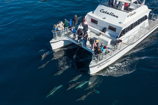 Luxury Whale Watching: Fewer People, Extra Speed, Expert Staff - Why the small Catallac changes the view