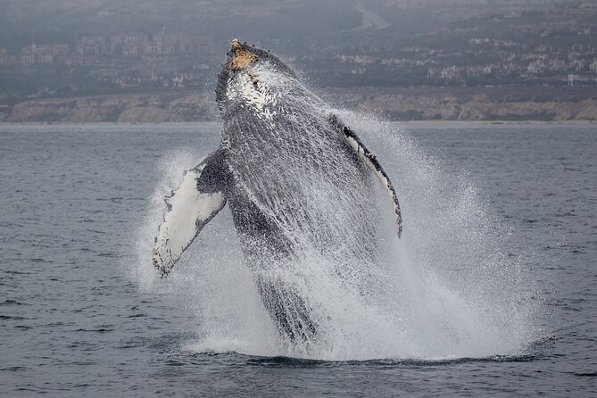 Luxury Whale Watching: Fewer People, Extra Speed, Expert Staff - The crew can make or break the search