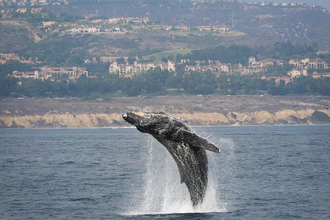 Luxury Whale Watching: Fewer People, Extra Speed, Expert Staff - Is $69 a good value?