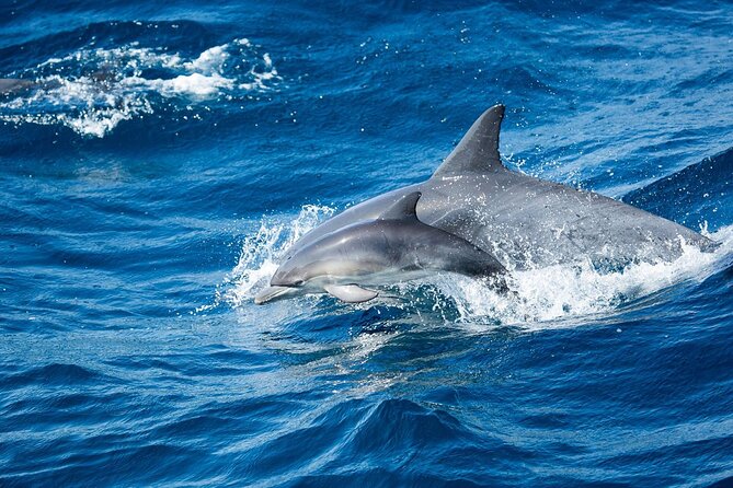 Luxury Whale Watching: Fewer People, Extra Speed, Expert Staff - What you may see beyond the whales