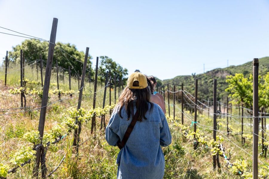 Malibu: Guided Vineyard Hike with Photo Stops and Wine - A ranch walk instead of a standard Malibu tasting