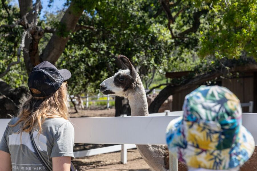 Malibu: Guided Vineyard Hike with Photo Stops and Wine - Chumash cave paintings and a pause with a view
