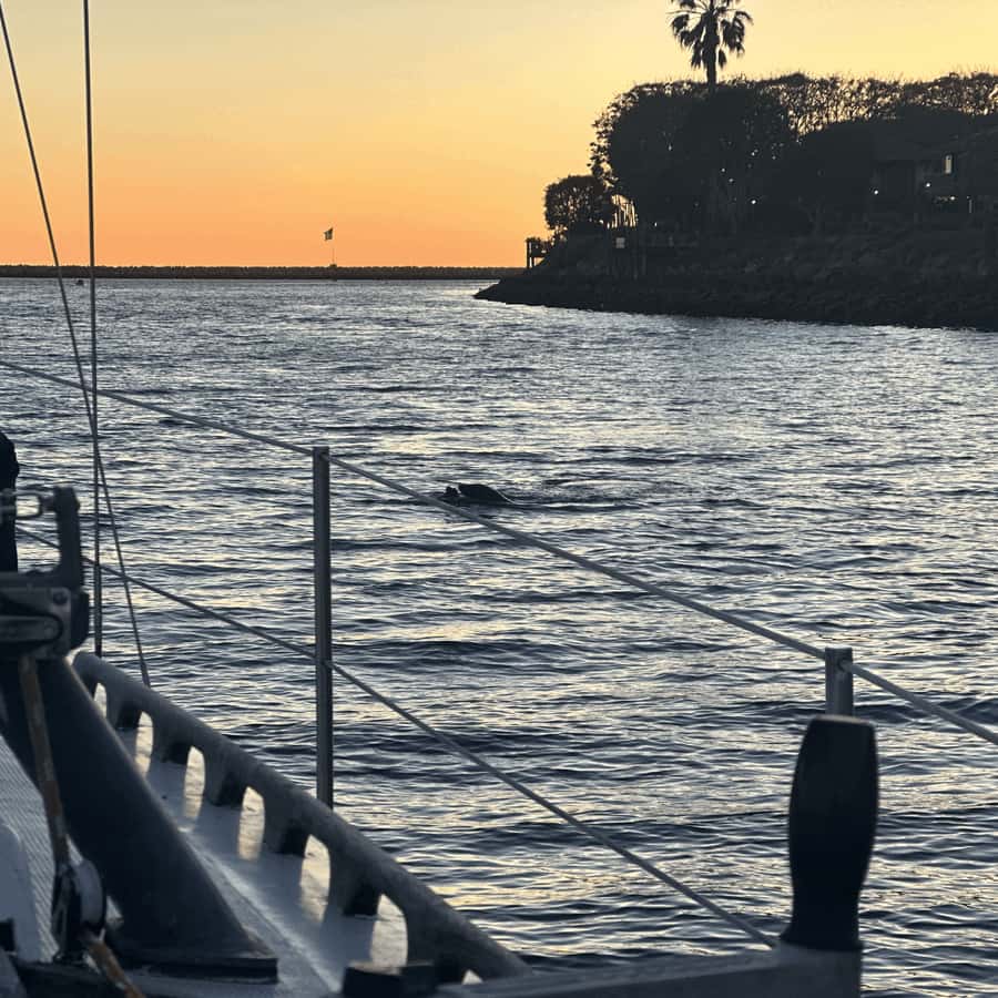 Marina del Rey: 1-Hour Boat Tour - Sea lions, possible dolphins, and realistic wildlife hopes