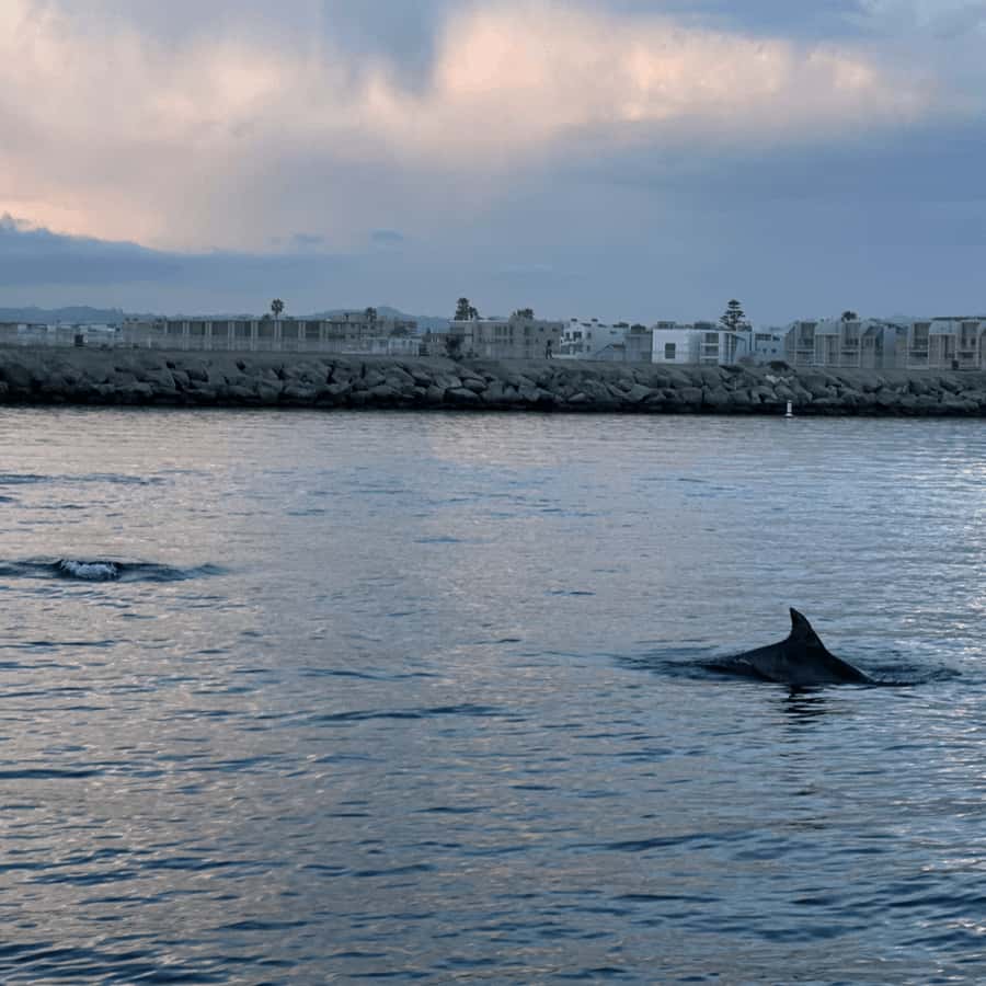 Marina del Rey: 1-Hour Boat Tour - Stories about Hollywood, local lore, and the harbor
