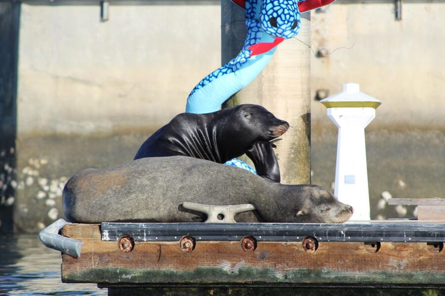 Marina Del Rey: Kayak and Paddleboard Tour with Sea Lions - Starting at Mothers Beach with a Quick Lesson