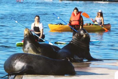 Kayak and Paddleboard Tour with Sea Lions