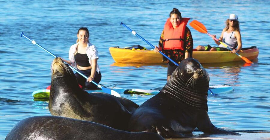 Marina Del Rey: Kayak and Paddleboard Tour with Sea Lions - Kayak or Paddleboard: Which Fits You?