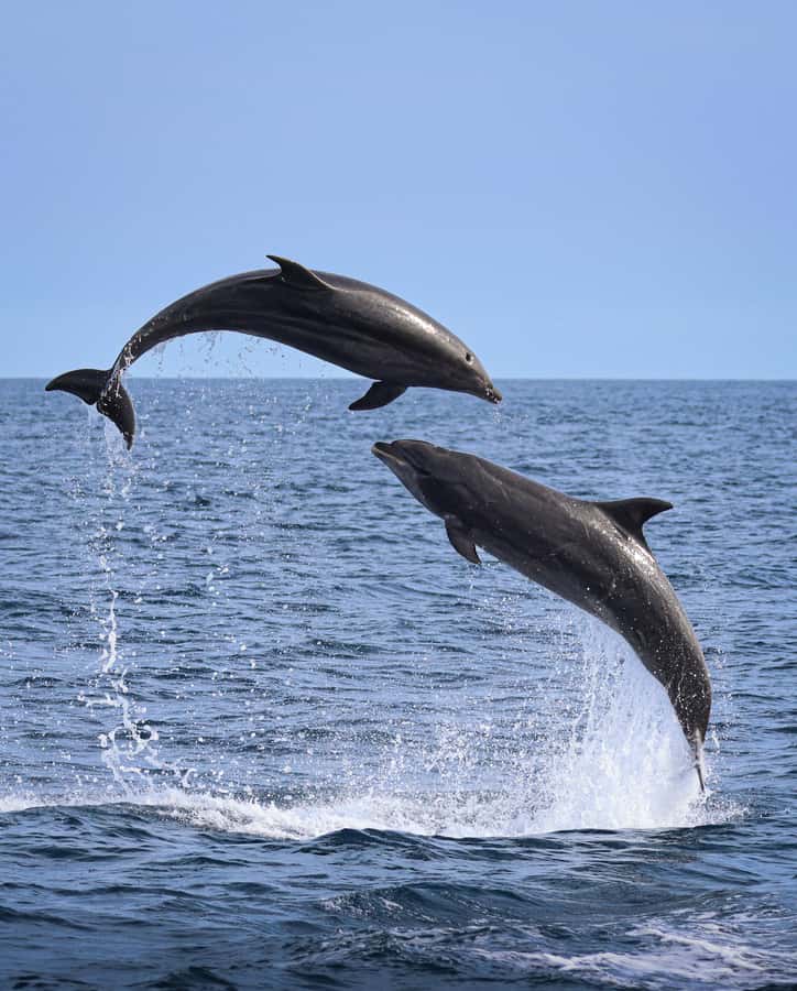Newport Beach: 2-Hour Whale Watching Tour - Quick points to know before you book