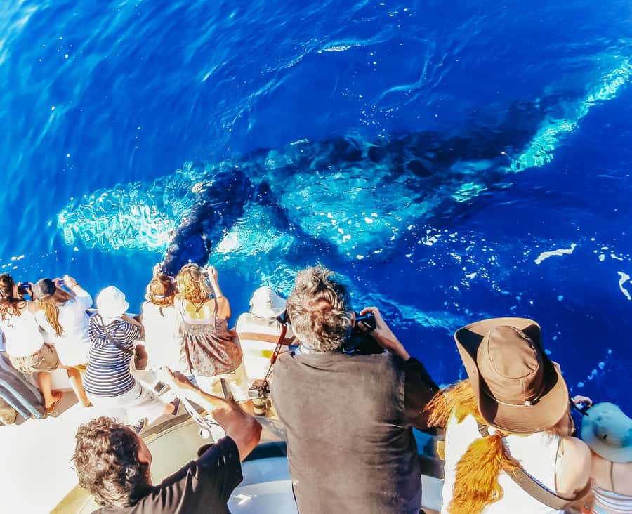 Newport Beach: 2-Hour Whale Watching Tour - Crystal Cove and the Newport-Laguna coastline