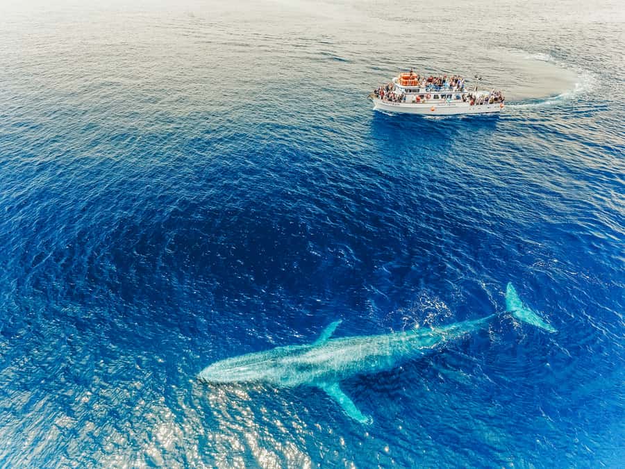 Newport Beach: 2-Hour Whale Watching Tour - Searching for whales near Newport Beach