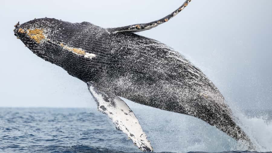 Newport Beach: 2-Hour Whale Watching Tour - Why dolphins often make the trip worthwhile