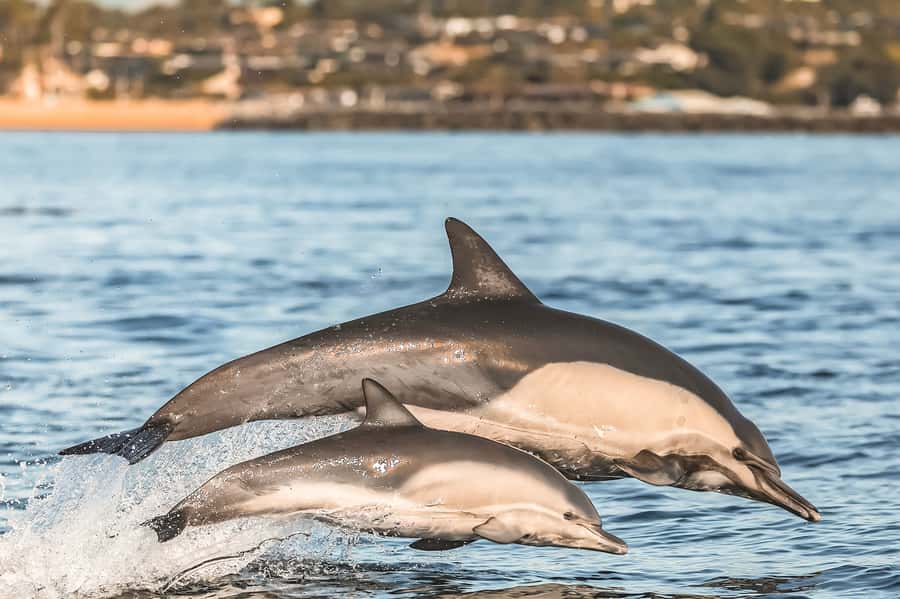 Newport Beach: 2-Hour Whale Watching Tour - The guides and the tone onboard