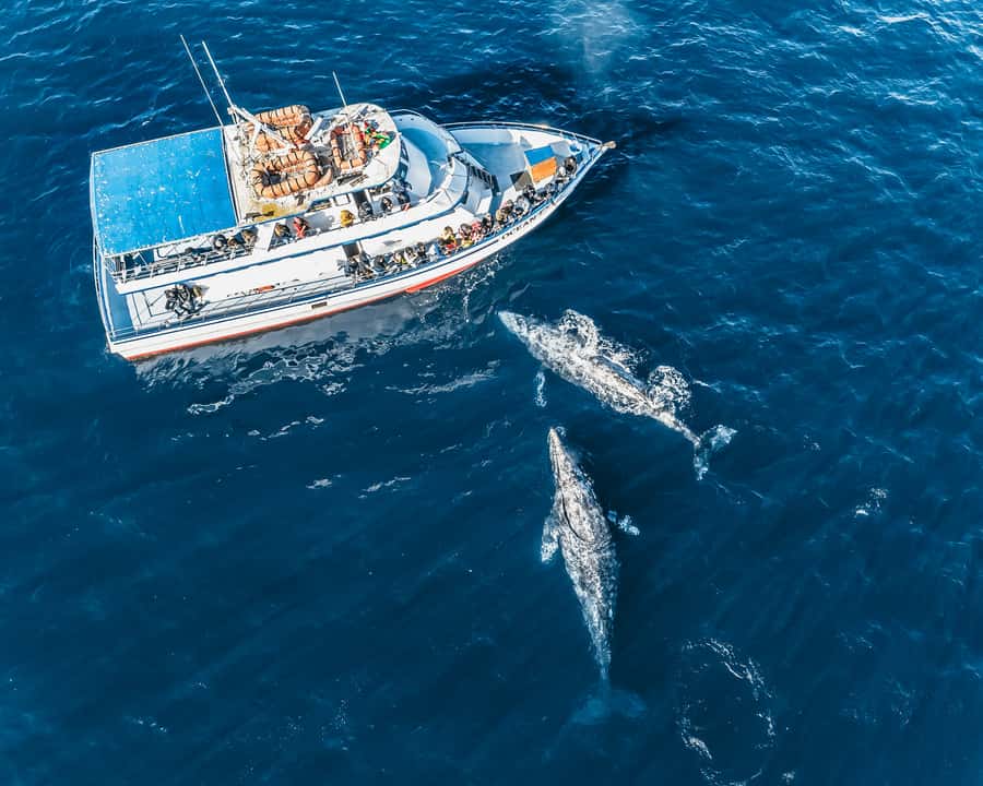 Newport Beach: 2-Hour Whale Watching Tour - What the $27 fare delivers