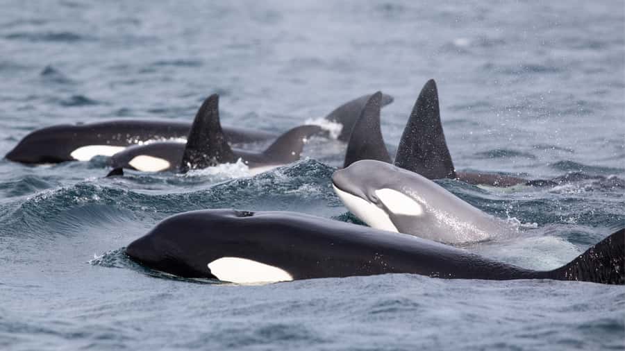 Newport Beach: 2-Hour Whale Watching Tour - Parking, check-in, and timing at Balboa Pavilion