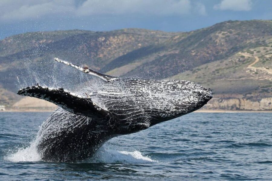 Newport Beach: Luxury Whale Watching Catamaran Cruise - Key points at a glance
