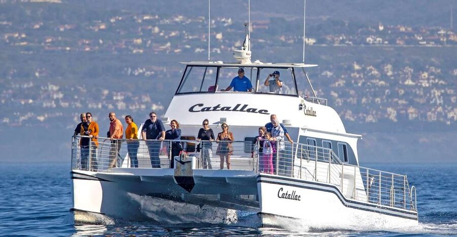 Newport Beach: Luxury Whale Watching Catamaran Cruise - What the Newport Beach whale watch is really like