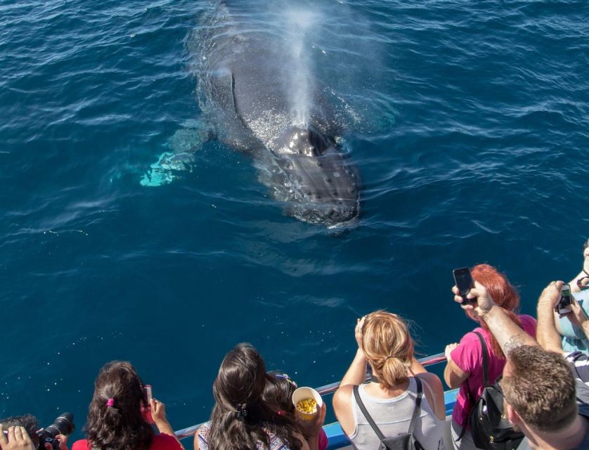 Newport Beach: Luxury Whale Watching Catamaran Cruise - Balboa Island and the harbor departure