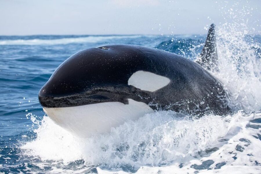 Newport Beach: Luxury Whale Watching Catamaran Cruise - What the naturalist guide adds