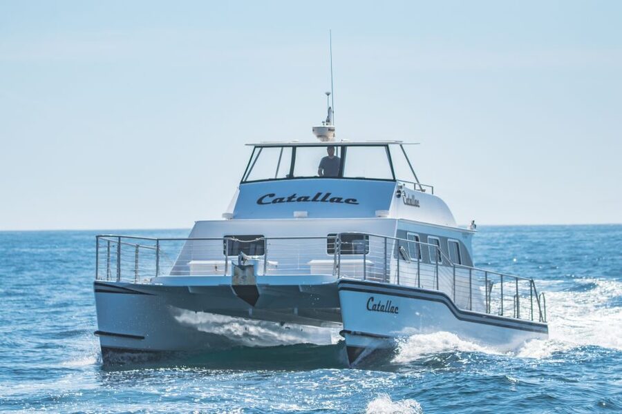 Newport Beach: Luxury Whale Watching Catamaran Cruise - Laguna Beach, The Wedge, and the return