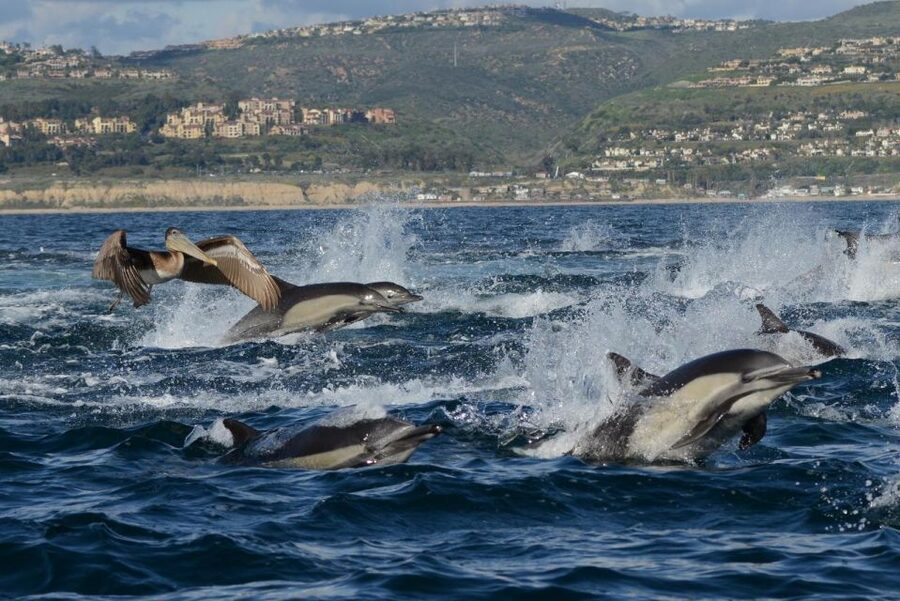 Newport Beach: Luxury Whale Watching Catamaran Cruise - Comfort, weather, and what to bring